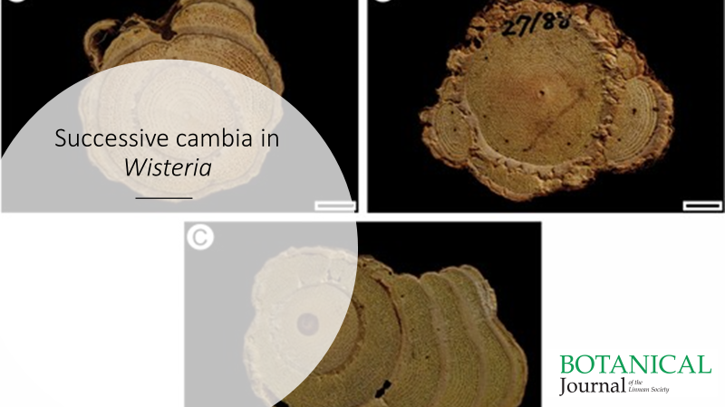 Cortical origin of successive cambia in stems of the charismatic temperate lianescent genus #Wisteria (#Fabaceae) and its systematic importance
Nejapa, Cabanillas &amp; Pace. #WoodAnatomy #Lianas #Cambium <a href="/UNAM_MX/">UNAM</a> doi.org/10.1093/botlin…