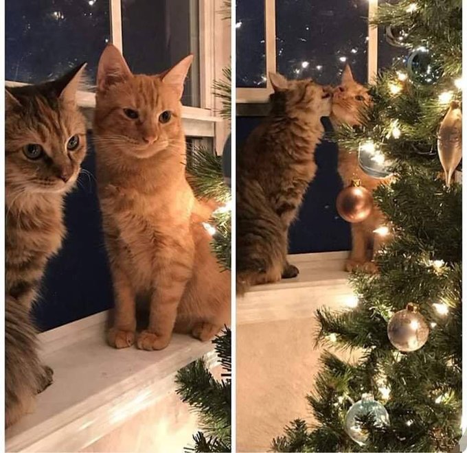 UnGatoLetrado's tweet photo. –Qué bellas las luces, ¿no crees?

–Sí.

–Pero no más bellas que tú.😻😻😻 https://t.co/zqDNsEoJQE