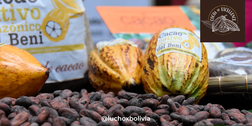 (Hilo) El cacao boliviano cosecha éxitos en el extranjero. Esta gestión, dos de nuestras asociaciones de recolectores obtuvieron las medallas de oro y plata en la categoría Sudamérica del torneo Cocoa Of Excellence, París 2021.