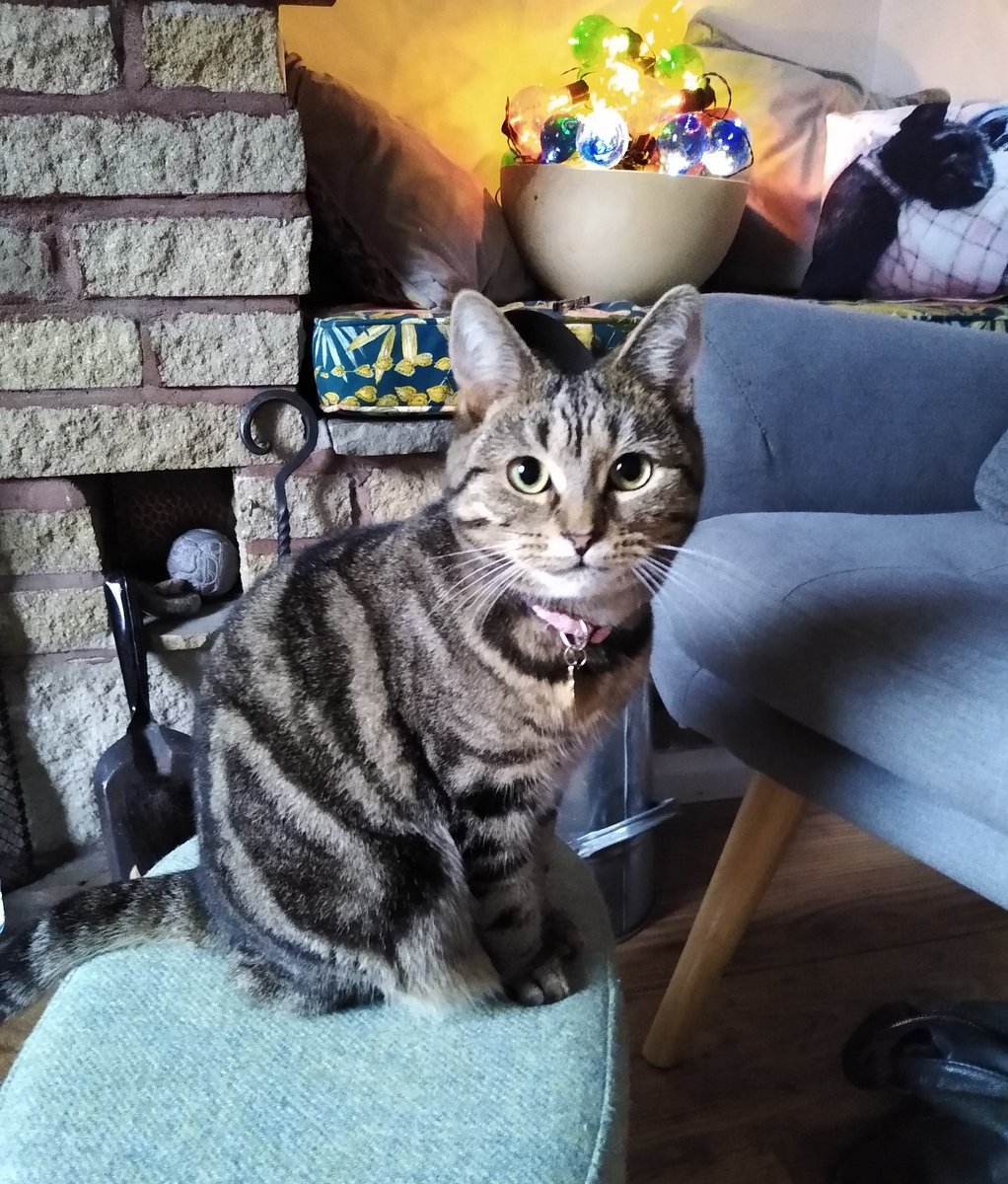 Luna3Looney's tweet image. You looking at me ?