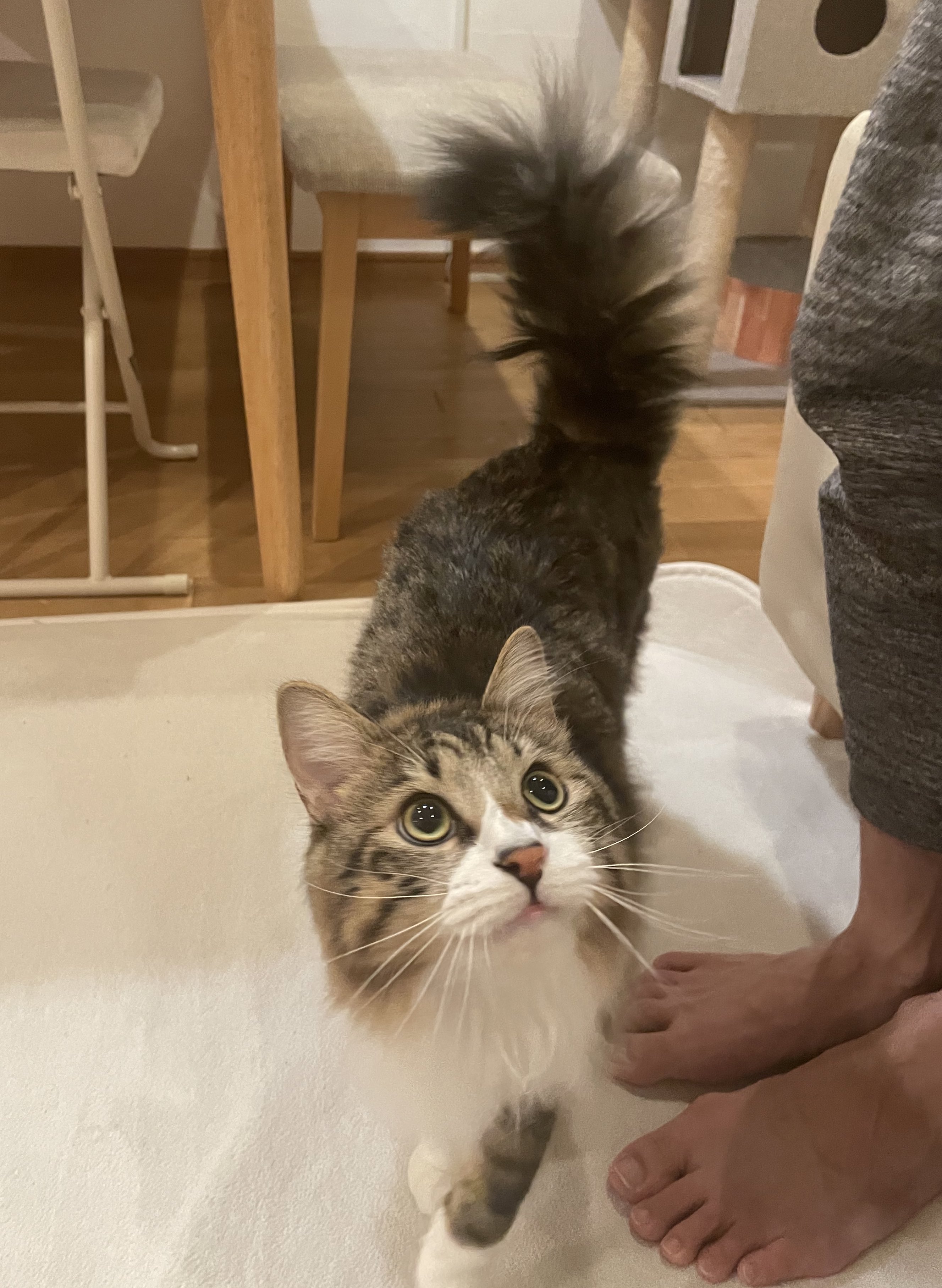 猫川 夫が立ち上がる 遊んでもらえると認識している弟猫 猫 おめめキラキラ 遊びましょう ワクワク T Co Ry5xxchhpn Twitter