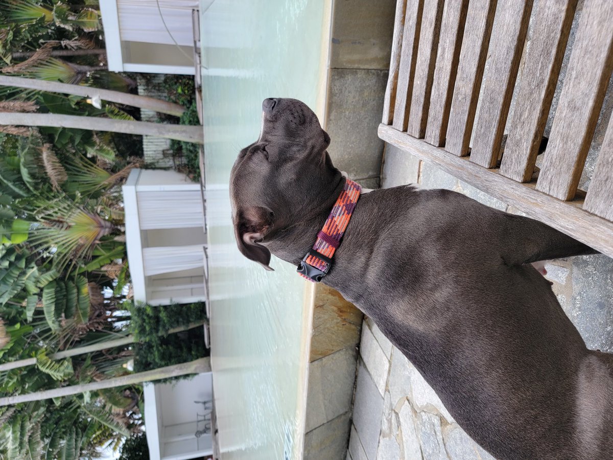 SlaughterFly's tweet image. Dog sitting is the best.