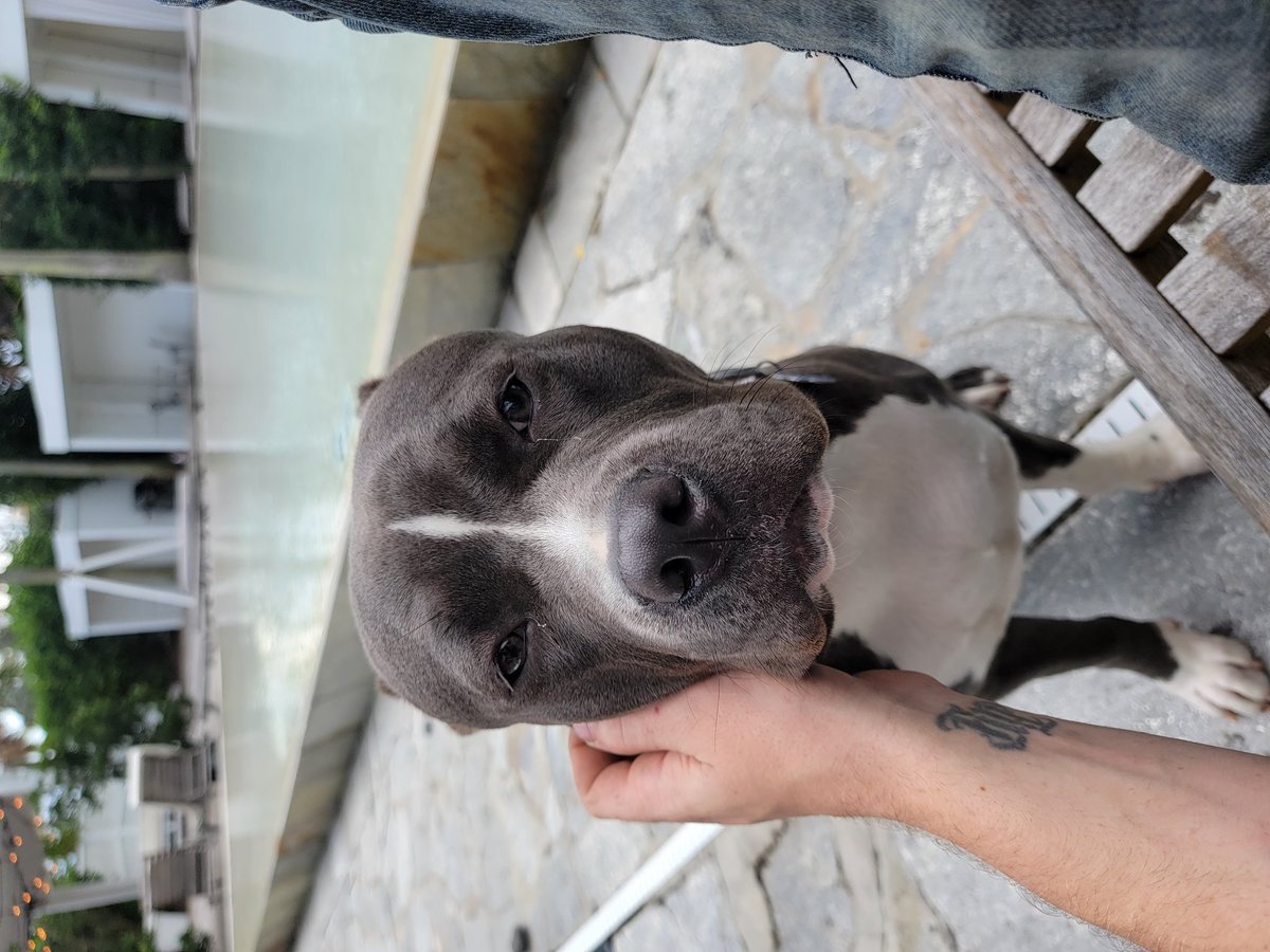 SlaughterFly's tweet image. Dog sitting is the best.