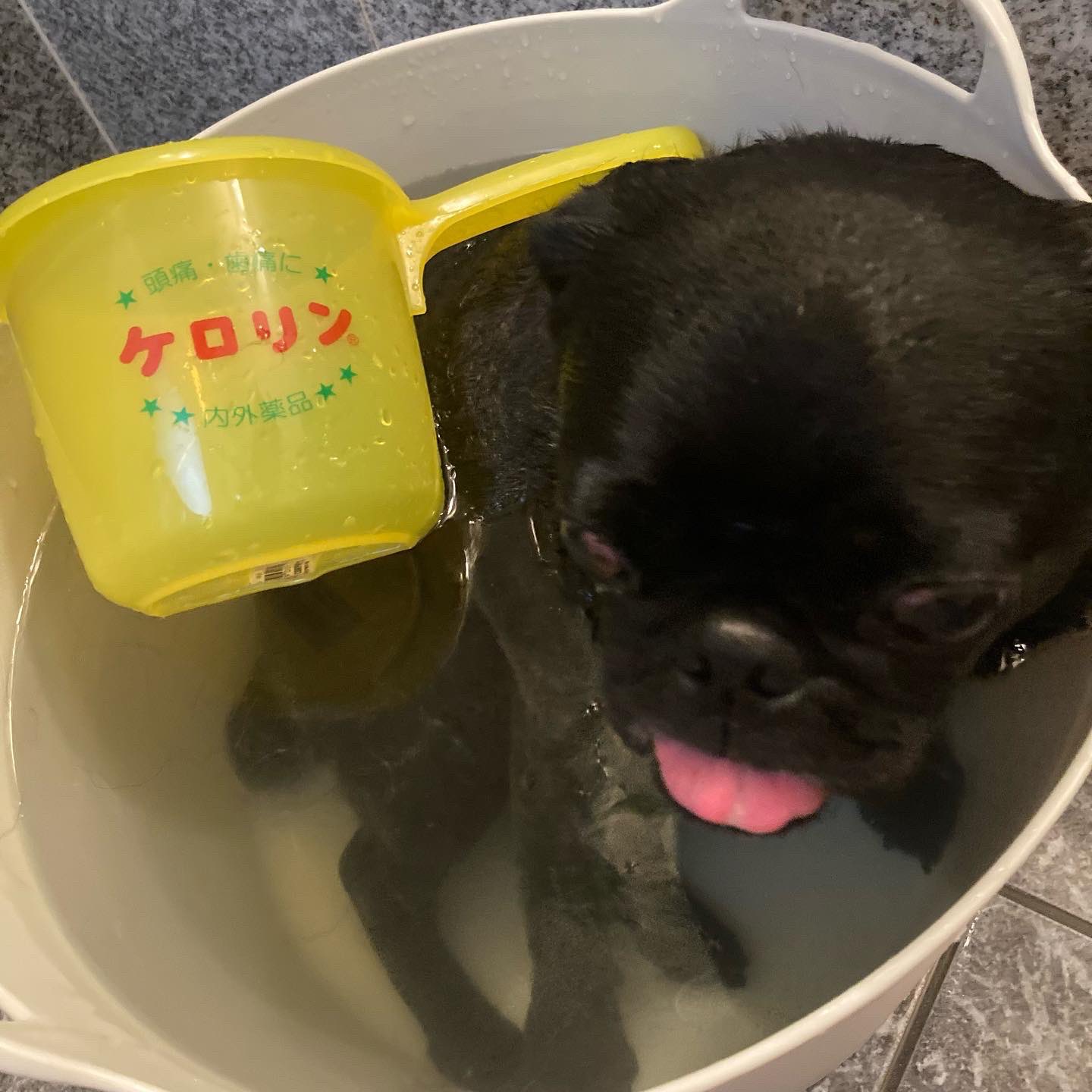 犬風呂 Twitter Search Twitter