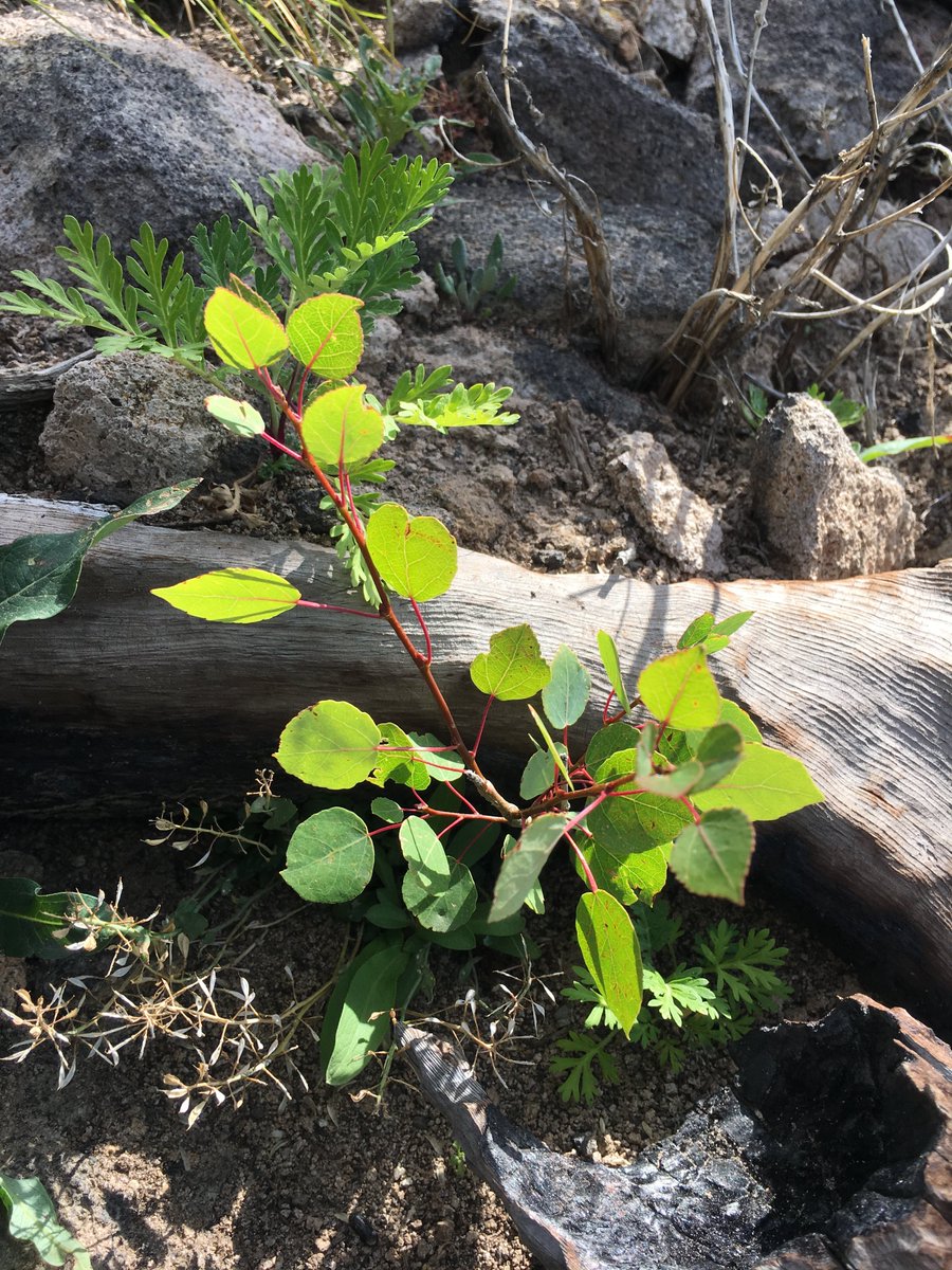 A new study shows that fire, but not bark beetle outbreaks, may facilitate future elevational range expansions for aspen by promoting seedling establishment in this widespread, wind-dispersed species 🔥🏞
@KatieNigro2 <a href="/miranda_redmond/">Miranda Redmond</a> <a href="/RoccaMonique/">Monique Rocca</a>

doi.org/10.1111/jbi.14…
