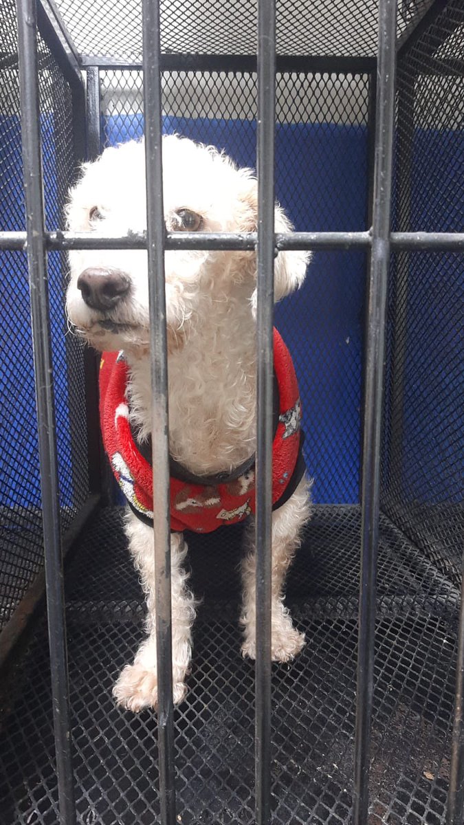 gllgina1's tweet image. Otto el día de su rescate… Otto ayer en chequeo con el veterinario.. el tiene Coccidioidomicosis.. su tratamiento es largo pero está reaccionando muy bien .. ha aumentado de peso 🙌🏻 si gustas apoyarlo avísame ..
