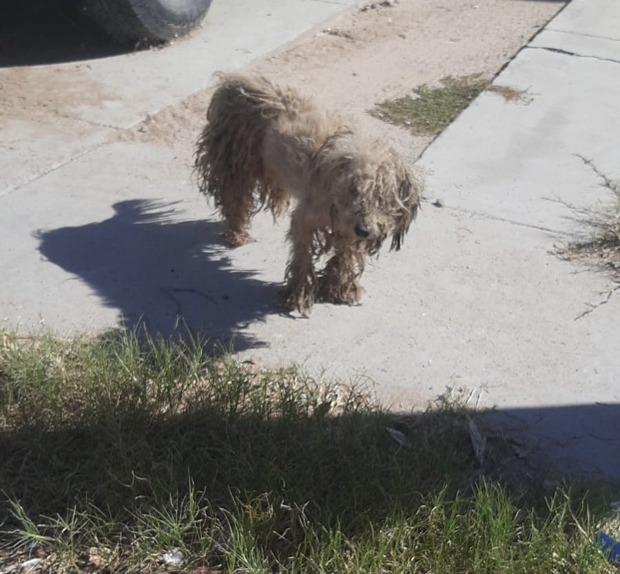 gllgina1's tweet image. Otto el día de su rescate… Otto ayer en chequeo con el veterinario.. el tiene Coccidioidomicosis.. su tratamiento es largo pero está reaccionando muy bien .. ha aumentado de peso 🙌🏻 si gustas apoyarlo avísame ..