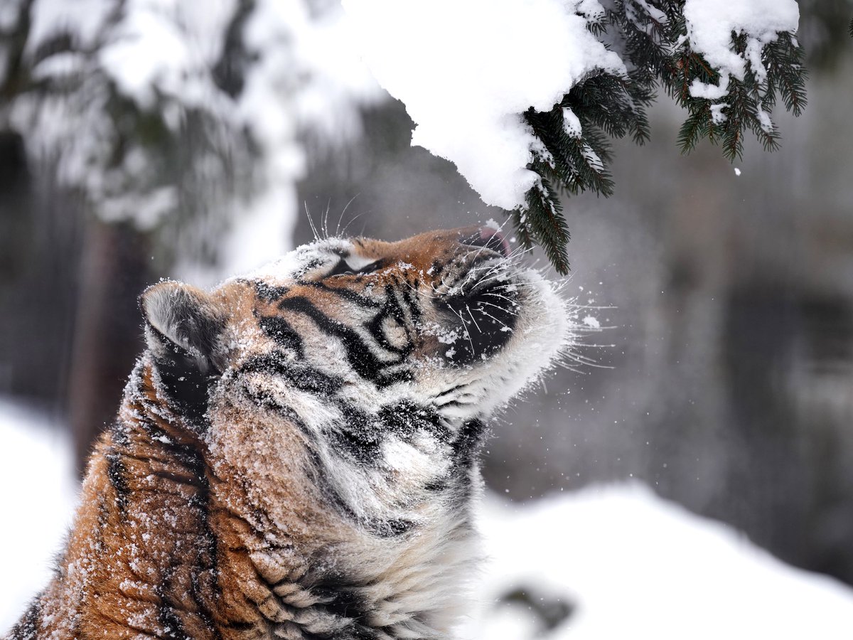 旭山動物園で撮影された雪とアムールトラの可愛すぎる4コマ漫画がこちら 油断大敵 Togetter