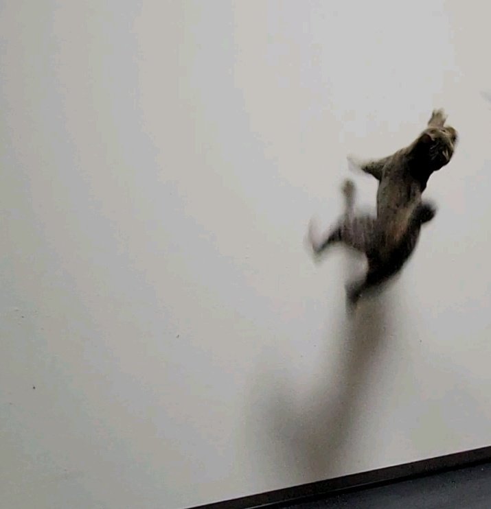 走る 壁を 猫が 爪とぎはしないのに壁紙に爪あとが残る理由 困惑と動揺が伝わってきます Togetter