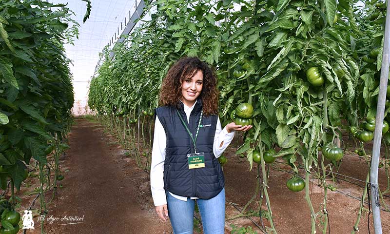 jaarcossanchez's tweet photo. 🔝🔝🔝Semillas Fitó se estrena con la variedad Albarado en la tipología marmande o asurcado

📝https://t.co/YO2pxGiXyK

#Tomate Albarado se indica en #Almería para plantaciones de agosto en el ciclo de otoño y a partir del 15 de enero para el ciclo de primavera

#SemillasFitó🍅😋 https://t.co/YRBl5Sf70K