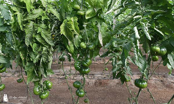 jaarcossanchez's tweet photo. 🔝🔝🔝Semillas Fitó se estrena con la variedad Albarado en la tipología marmande o asurcado

📝https://t.co/YO2pxGiXyK

#Tomate Albarado se indica en #Almería para plantaciones de agosto en el ciclo de otoño y a partir del 15 de enero para el ciclo de primavera

#SemillasFitó🍅😋 https://t.co/YRBl5Sf70K