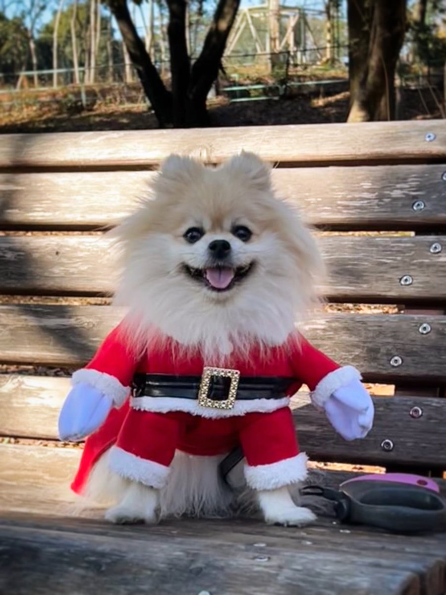 naonaoaloalo's tweet photo. もうすぐクリスマス♪
公園のベンチで可愛いサンタさんに会いました。
クリスマスにはうちにも来てくれないかなぁ⁈😙🐶💕
#ポメラニアン #可愛いサンタさん #犬のコスプレ #サンタクロース #SantaClaus https://t.co/AmhJTsXEPC