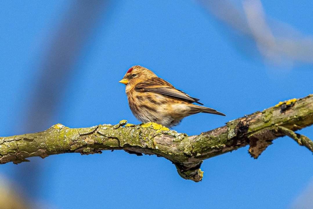 Water Pipit, Lesser Redpoll and Brent Goose highlights of November bird round up for @E17Wetlands on Walthamstow birders.blogspot.com Thanks to @Chris_Farthing @OwlTurbot @LolBodini @IvorHewstone, MLP and AMP for pics #londonbirds