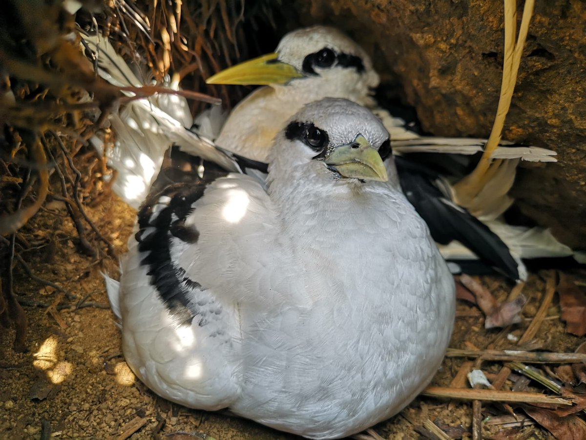 The white-tailed tropicbird is a pantropical understudied #seabird. In #SãoTomé &amp; #Principe, little is known for this species so we engaged in a collaboration with <a href="/FundaPrincipe/">Fundação Príncipe</a> &amp; <a href="/ninamarinarocha/">Nina da Rocha</a> &amp; the support of @seabirdgroup to study their biology #threats &amp; #foragingecology