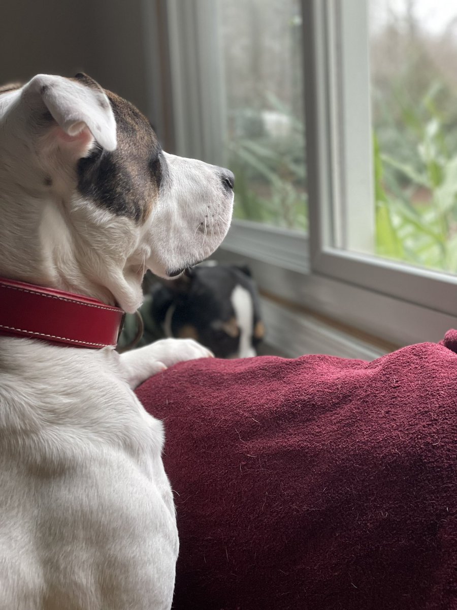 MighteeQuinn's tweet image. Where have all these deer come from!? Why do they not stay away?! Am I not ferocious enough?!