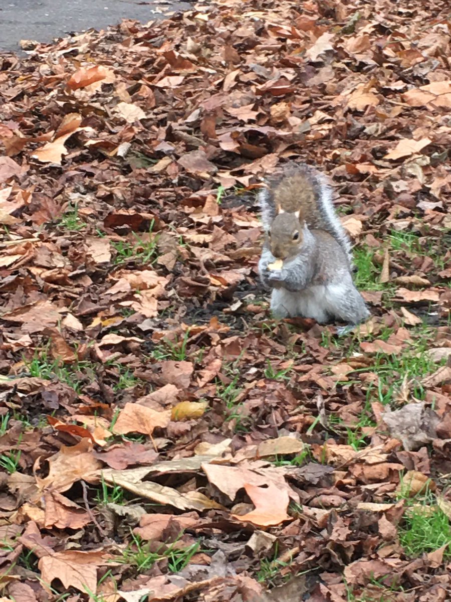 ZJM_331's tweet photo. One of the best pick-me-ups is to see wonderful people. And feed the wildlife whilst your at it.
@Ldybird246 - you were the best medicine, thank you from the promenade around the park ❤️
#BarmyPark #BethnalGreen #LovelyFriends #BestTonic #Squirrels #Nuts #HandFed https://t.co/k6kpDFufxX
