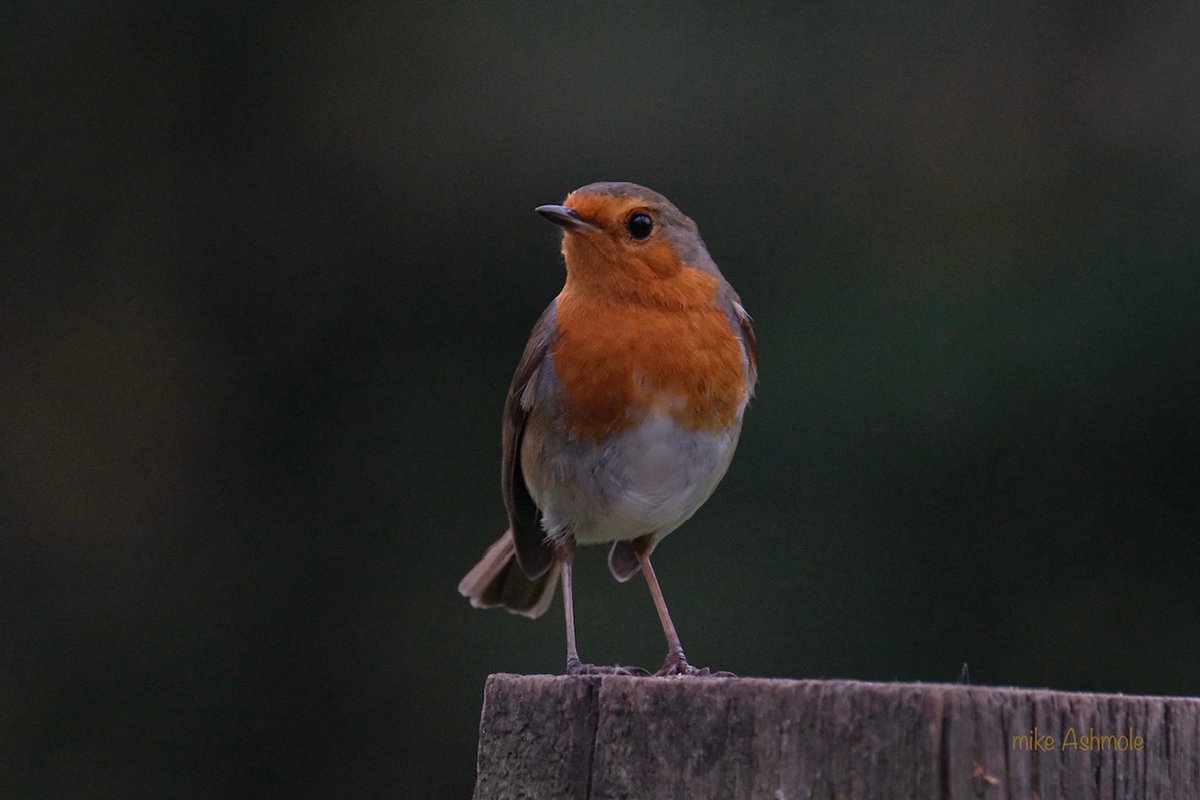 Mere Brook House tweet media