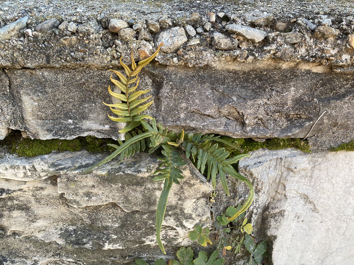 Feldbotanik's tweet photo. This #fern I found in southern Switzerland (Ticino). Is it #Pteris vittata, or are there similar species that can be confused? https://t.co/OZmkxaV2Cn