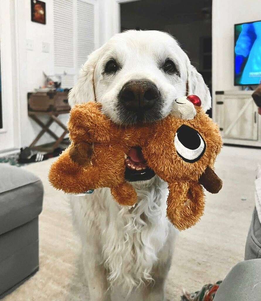 TheGoldenRatio4's tweet photo. Y’all need this cuteness today, right? https://t.co/HT81CY7xha