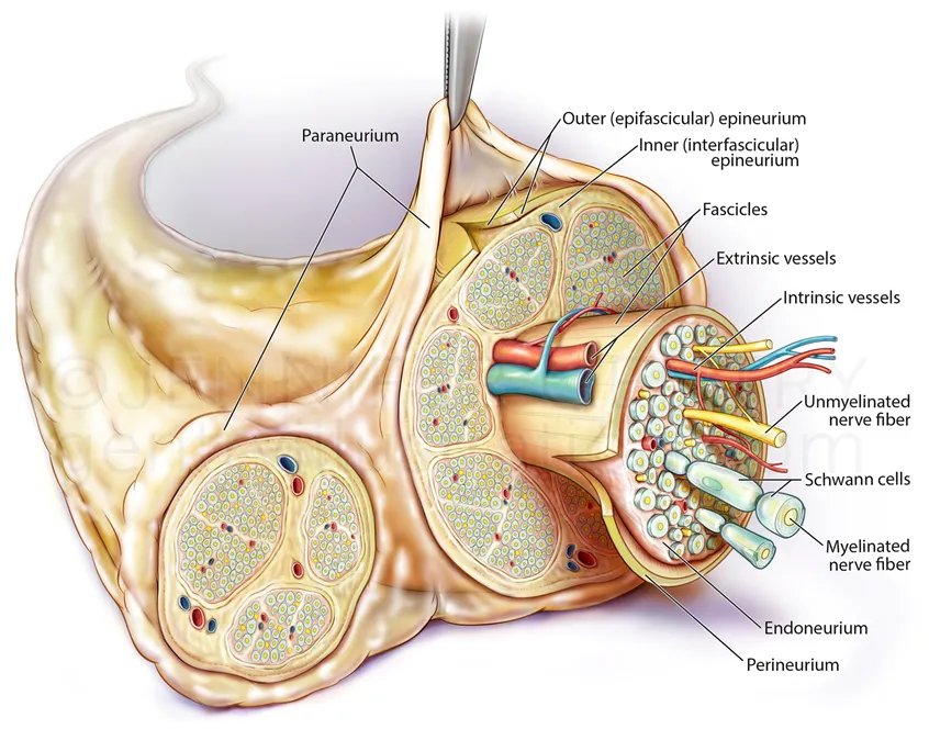 Medillustrates's tweet photo. "Peripheral Nerve Anatomy" illustration by #JenniferGentry, a Board Certified Medical Illustrator with award-winning work and over 20 years of experience in practice.
Explore more by Jennifer Gentry: https://t.co/xxk8TNaPlo
#nerveanatomy #medicalillustration #sciart #medillsb https://t.co/GENuSyUCtC