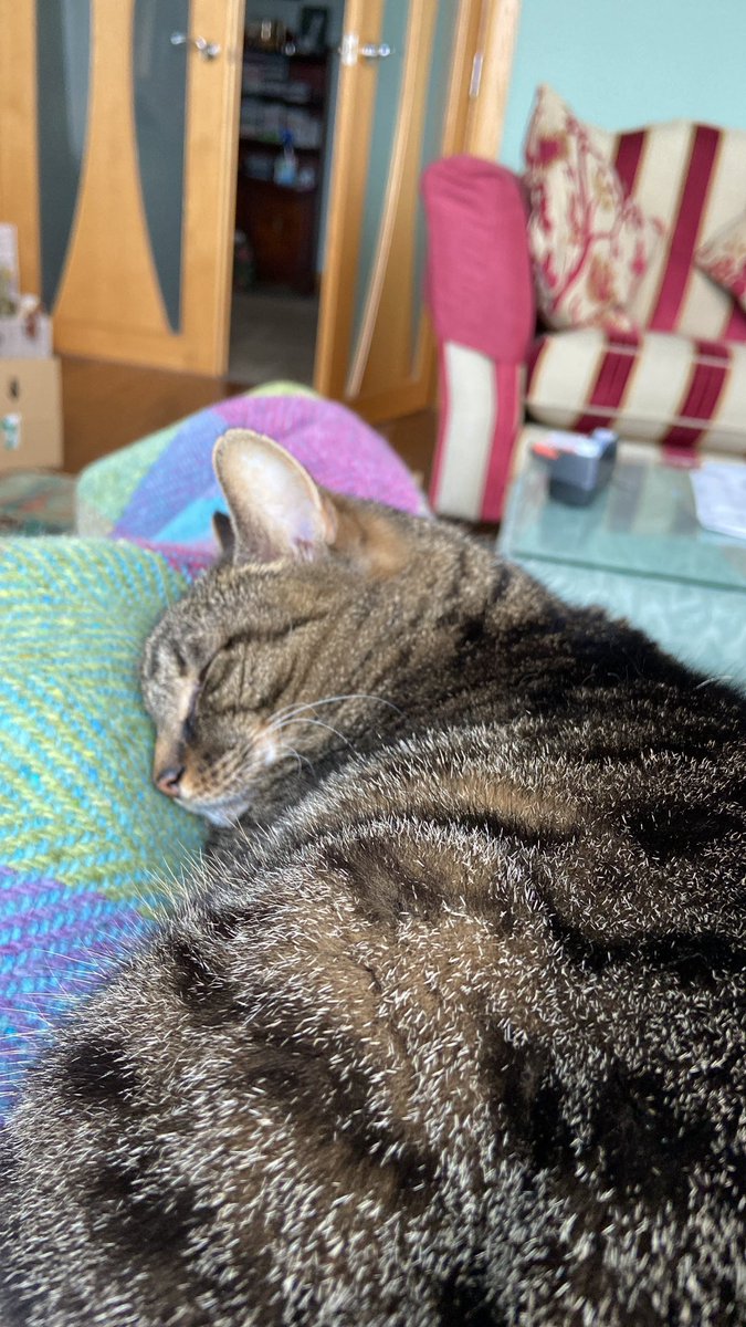 Daisy Maxwell tweet media