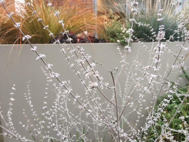 We hope you had a wonderful #Christmas. 
If you want to swap over your #FestiveSeason decorations, have a look around your #garden for #plants that you can help you create some #Winter themed décor.

#gardeningtip #inspiration #wintergardens #gardendesign