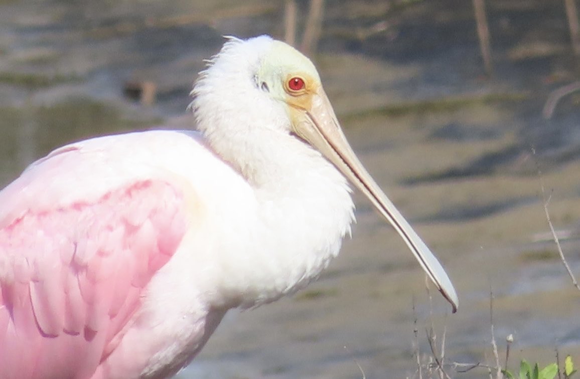 I see you!  Have a great weekend!  #PrettyInPink #Galveston