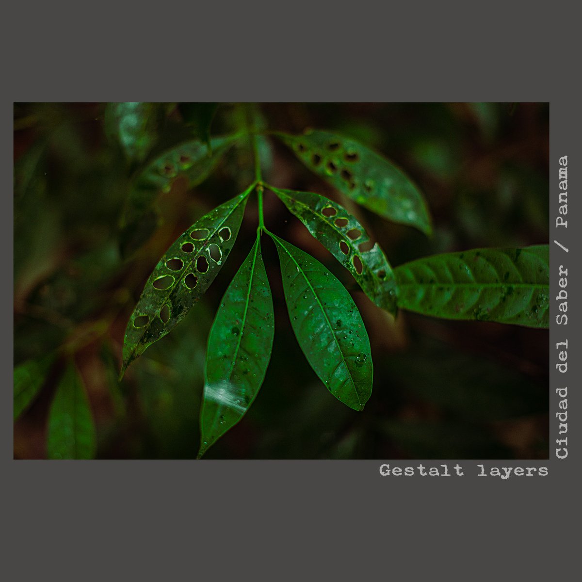 chrisdavisLens's tweet photo. the #rainforest stretches the whole concept of part to whole, as soon as a full leaf is formed, it is but a leaf not yet nibbled
https://t.co/XOD9GZvwWs #gestalt #photography #bokeh #theoryofphotography #thirdmeaning #novelistic #filmic #photographic #panama https://t.co/xC2sHtcG6m