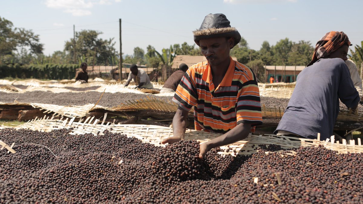 Featured in our Sales Newsletter, this coffee from the Telamo Cooperative in Sidama, Ethiopia is included in our spot offers this month! On the table, this coffee is fruity and sweet with notes of blackberry, milk chocolate, brown sugar, chamomile and hibiscus.☕️