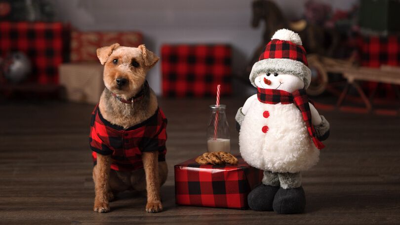 OntarioSPCA's tweet photo. Today is the last day to enter our Cutest Adopted Animal Contest for a chance to win weekly prizes, including @Swiffer prize packs, and the grand prize of a $500 gift card to PetSmart! #iAdopt

Visit https://t.co/mYih3CmwfP to enter and vote 😊 

📷: iAdopt photo submission https://t.co/qpdEgGGLqE