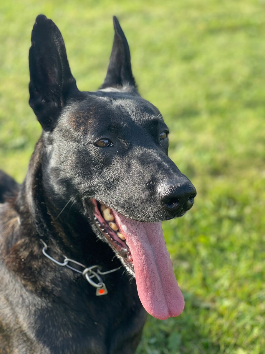 PD Bart was on hand last night to assist his colleagues in Crewe. He put his nose to the ground and tracked from an RTC where the driver didn’t want to hang around, he tracked to where local officers had a suspect detained linking the two together. #teamwork #nonefortheroad