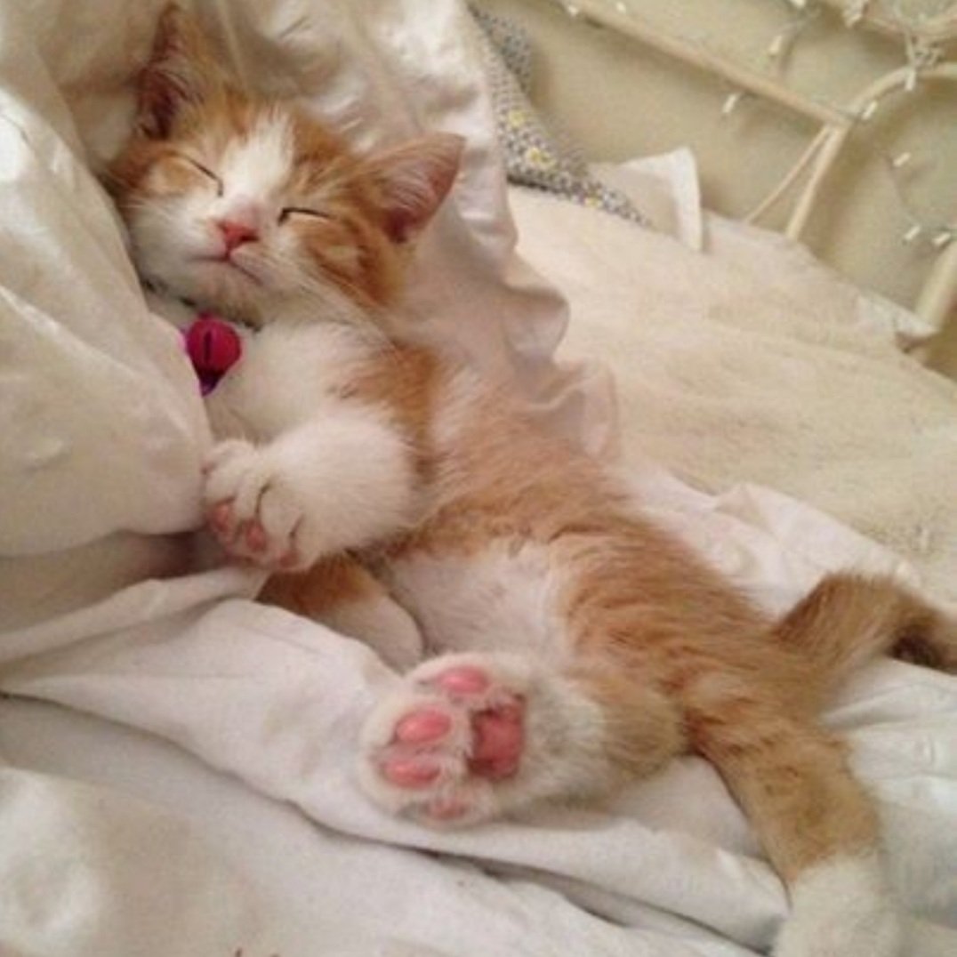 threadssbee's tweet image. 🎁 𝐮𝐧𝐚 𝐦𝐚𝐬𝐜𝐨𝐭𝐚