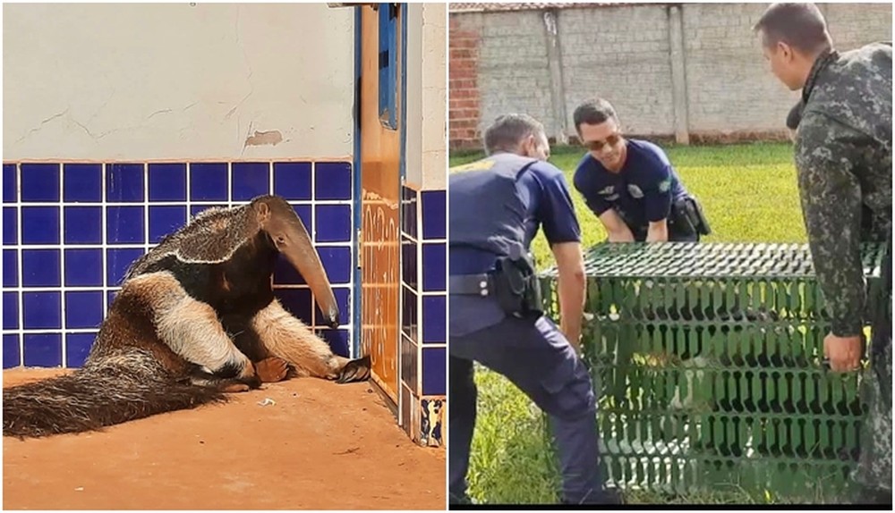 g1riopreto's tweet photo. Tamanduá-bandeira é resgatado de dentro de creche em Potirendaba https://t.co/4qaRdNT2OY #g1 #Potirendaba https://t.co/4pKTDqA96I