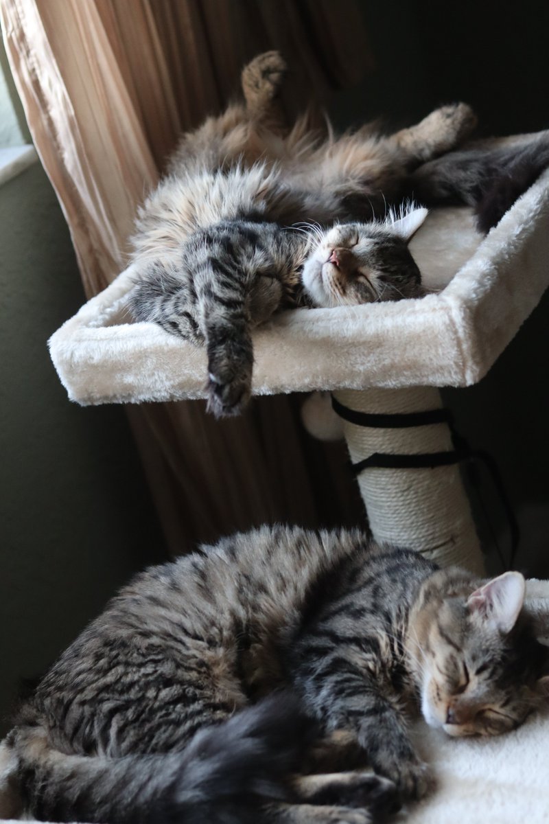 tailtalks's tweet photo. Finally put the Cat Tower up😻Cleo and Tazzy loving it!! The BEST thing I bought so far. 
#CatsOnTwitter #CleoandTazy #maincoonkittens #CatsofTwittter https://t.co/Hf2v37gstM