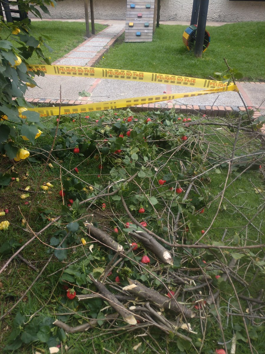 Rotednem's tweet photo. Según vídeo tomado a la administradora del conjunto residencial El Vergel. Este crimen fue autorizado por el @JBotanicoBogota https://t.co/hI0lv5hHrL