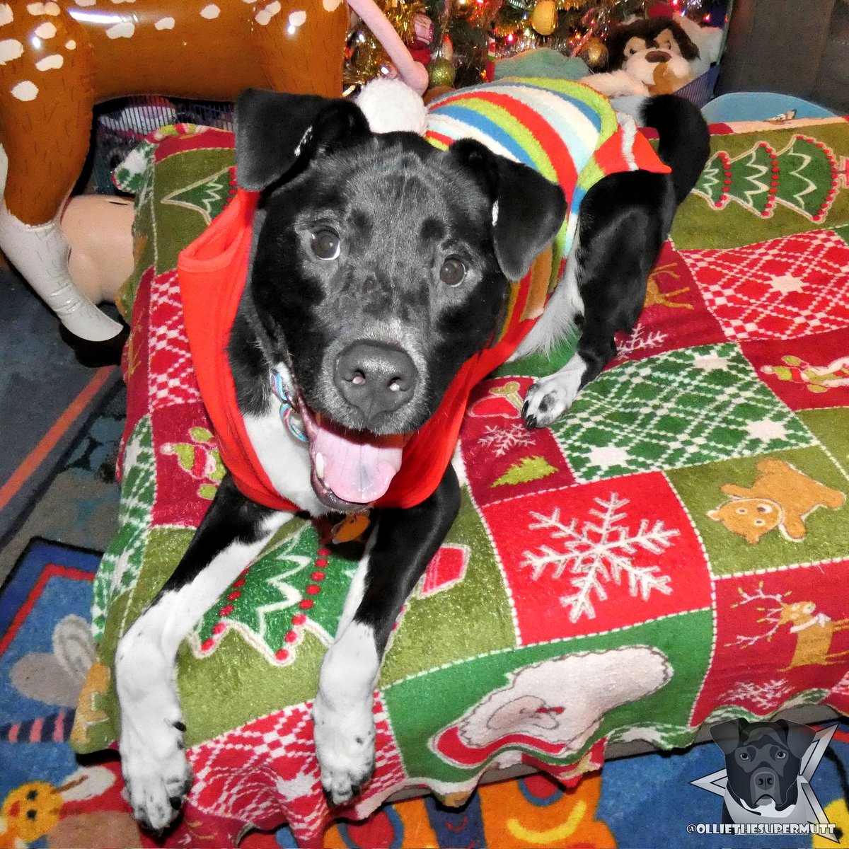 Christmas is getting so close! I hope Santa Paws is gonna bring me something pawsome! I've been so good this year (or at least I tried! 😹)! Were you good this year? 🎅🐕🎄
.
-🐶-
.
#dogsoftwitter #dogsofinstagram #Twitterdogs