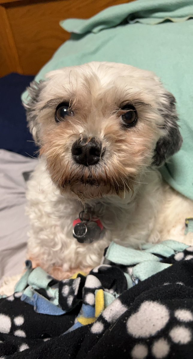 Good morning everyone!! #goodmorning #dogs #dogsoftwitter