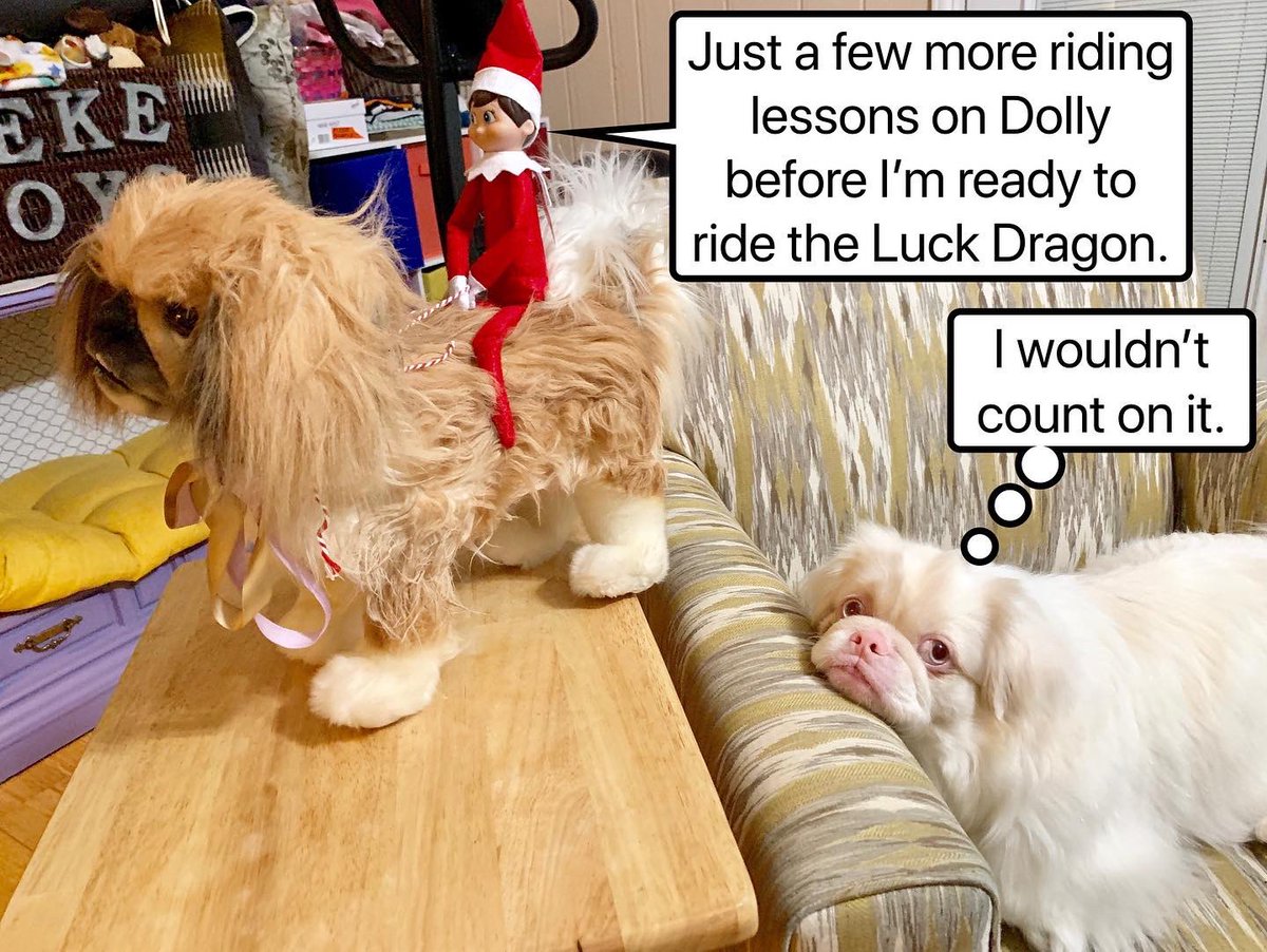 Our Buddy the Shelf Elf thinks he is going to fly. Cesar is not having it. 
#OutOfLuckDragon
#TheNeverEndingStory #Pekingese #funnydog #funny #caption #barkpost #memes