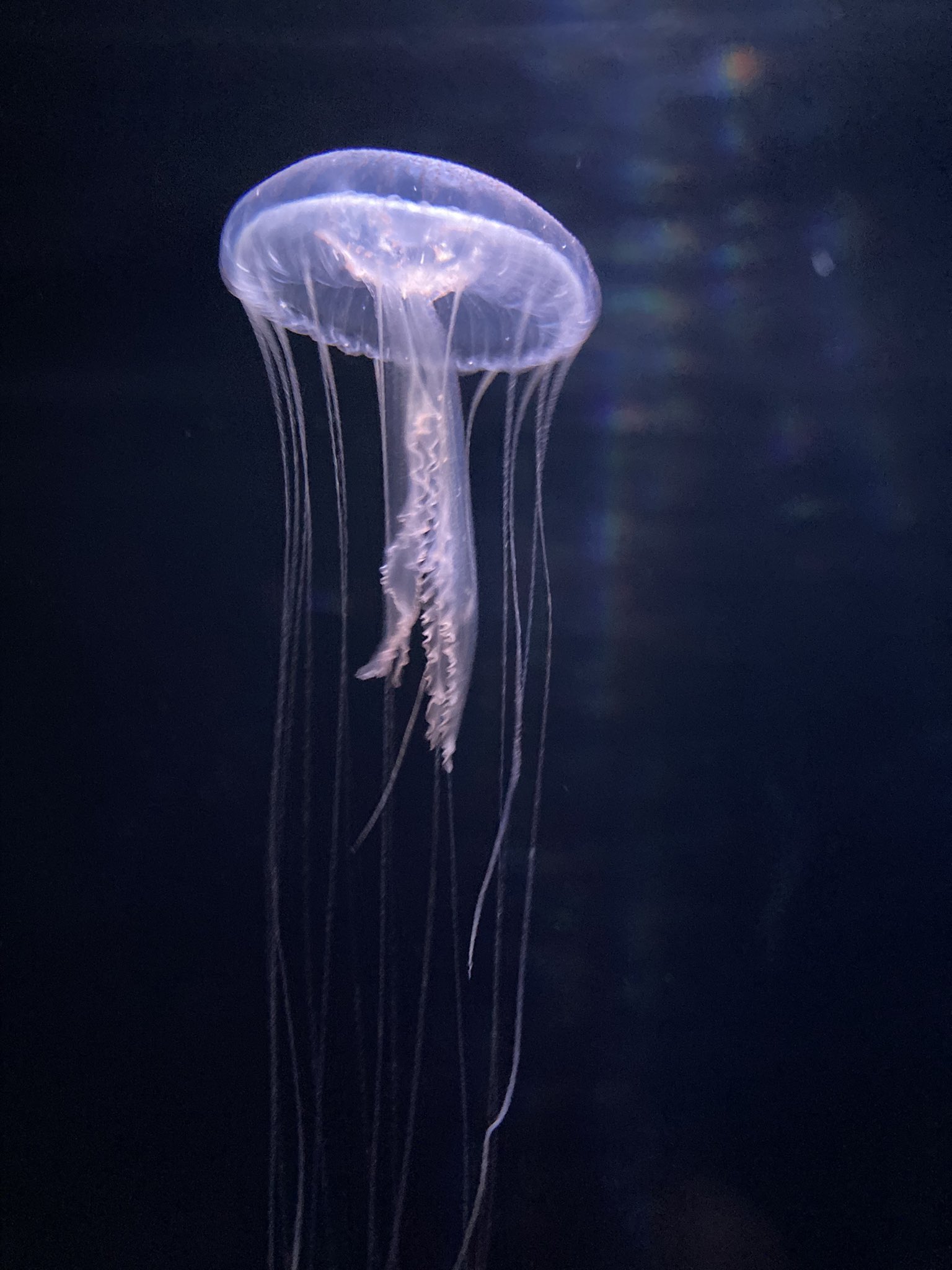 くにみクラゲ公民館 公式 Al Twitter アマクサクラゲ 昨日のブレブレ撮影よりは上手く撮れました 引き続き 腕を磨きます Kunimikurage Ph くにみクラゲ公民館 アマクサクラゲ T Co Tusbu59n Twitter