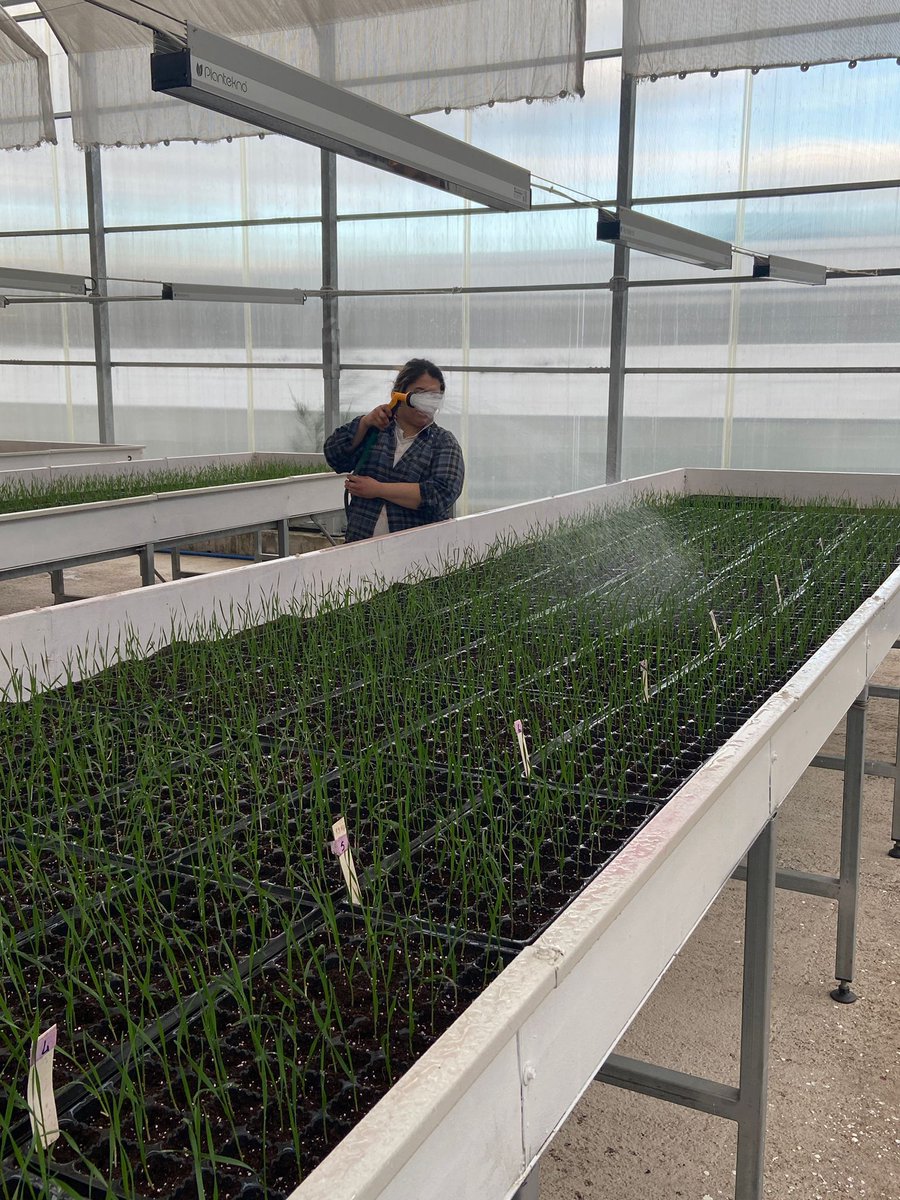 AlisonRBentley's tweet photo. Another cycle of wheat speed breeding begins for the @CIMMYT Global Wheat Program team in Izmir, Turkey. Excellent work from @beyhan_akin accelerating the production of improved breeding material for the International Winter Wheat Improvement Program (IWWIP) #VirtualWheatTour https://t.co/vmMuCPiw8G