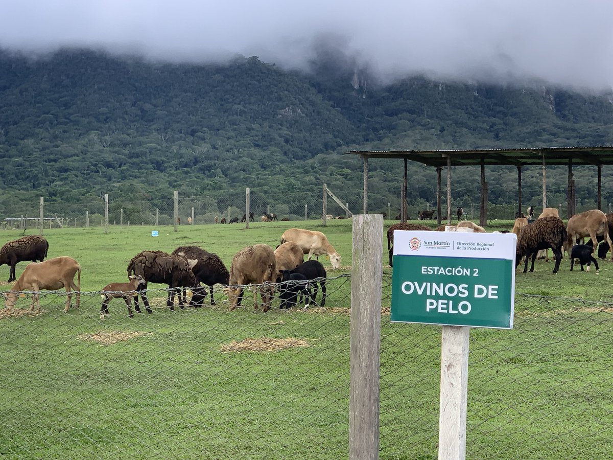 Interesante ejemplo de economía circular! Cercos de corrales de ovinos hechos con redes de pesca en desuso! ⁦gracias ⁦<a href="/regionsanmartin/">GORESAM</a>⁩ por mostrarnos ⁦otro gran ejemplo desde la ⁦<a href="/CoalicionPE/">Coalición por una Producción Sostenible</a>⁩ promovemos la economía circular! ⁦Gracias al <a href="/GCFTaskForce/">GCF Task Force</a>⁩