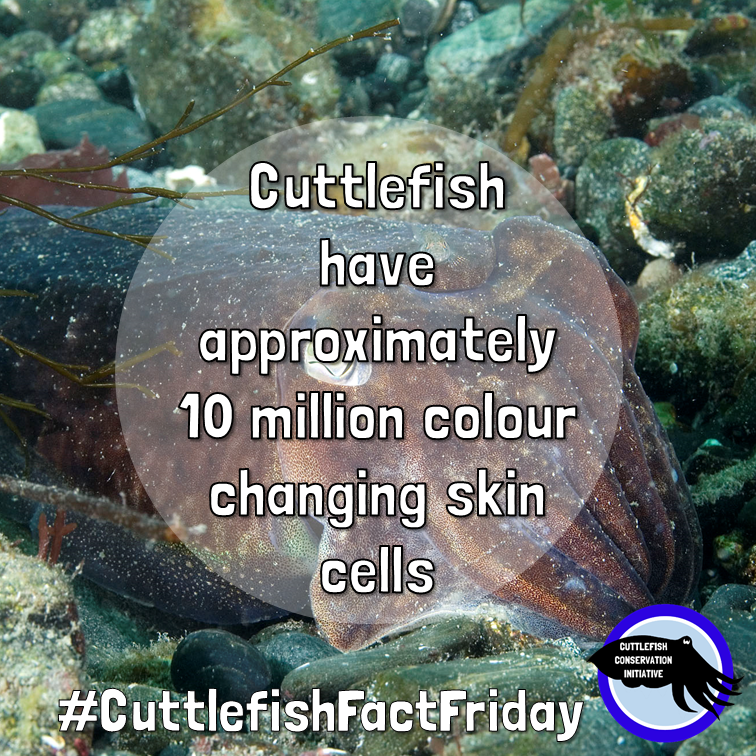 cuttle_cons's tweet photo. It's #CuttlefishFactFriday! #Cuttlefish can change their appearance to create a variety of patterns, colours, and textures. They do this by using colour changing cells called chromatophores!
📸 @.paulnaylormarinephoto (insta) https://t.co/P9OSGg3AOX