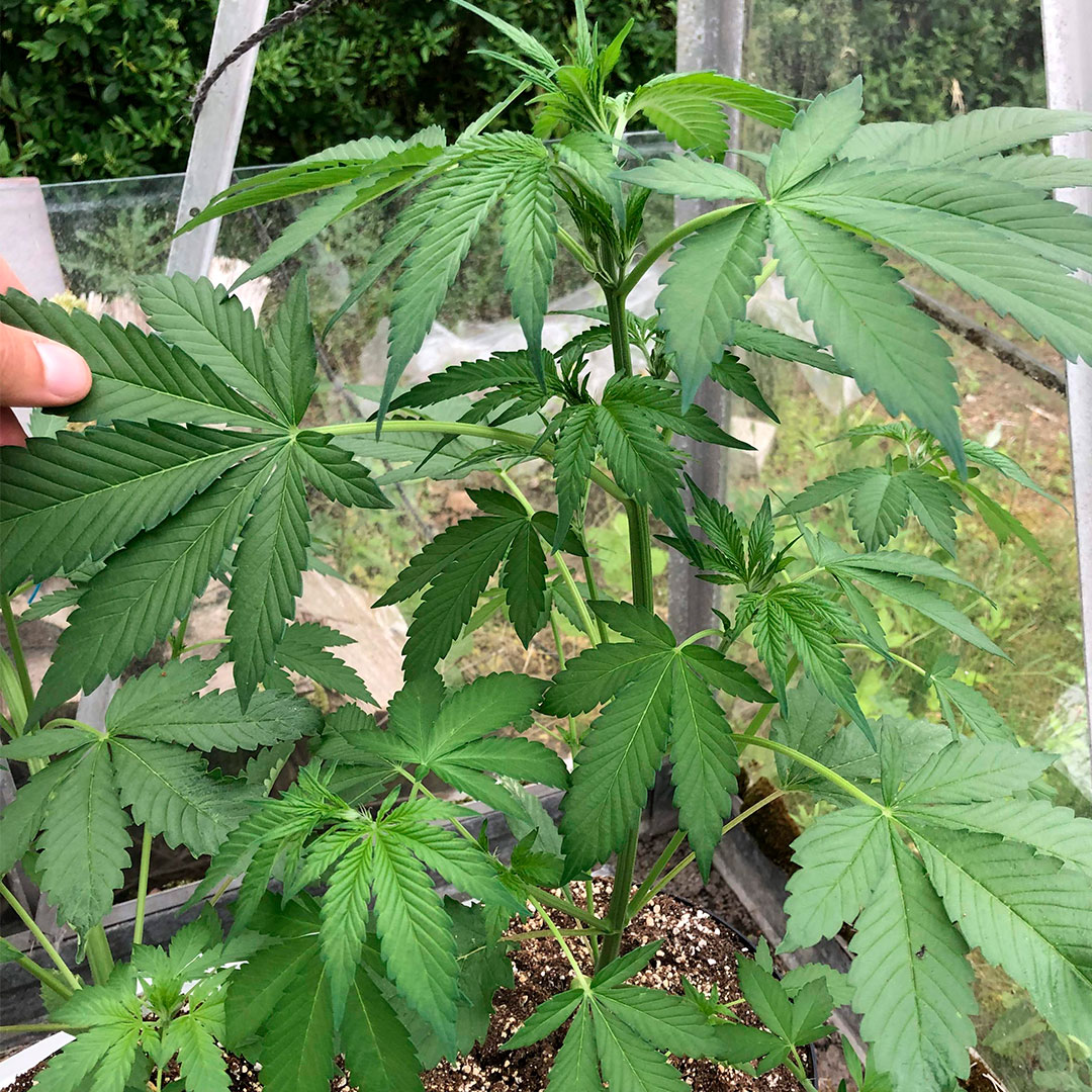 sweetseeds_es's tweet photo. 🤩Hoy traemos el seguimiento de cultivo del monstruo verde de Sweet Seeds® 👉Bruce Banner Auto®.
🤔¿Estas pensando en cultivarla? Aquí te dejamos el enlace al Seguimiento de Cultivo completo 👉 https://t.co/ogXVrYrlYU
#seguimientocultivo #brucebannerauto https://t.co/z4vH15EkpV
