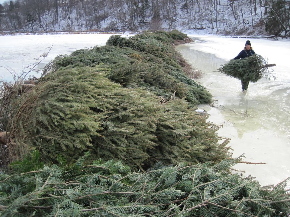 RBGCanada's tweet photo. 🎄 Register to Donate Your Christmas Tree! The annual tree collection returns! RBG needs a maximum of 1,500 trees in order to strategically place them in critical zones as part of Grindstone Marsh restoration efforts: https://t.co/cwU0wIXULA https://t.co/HrpA78y65I