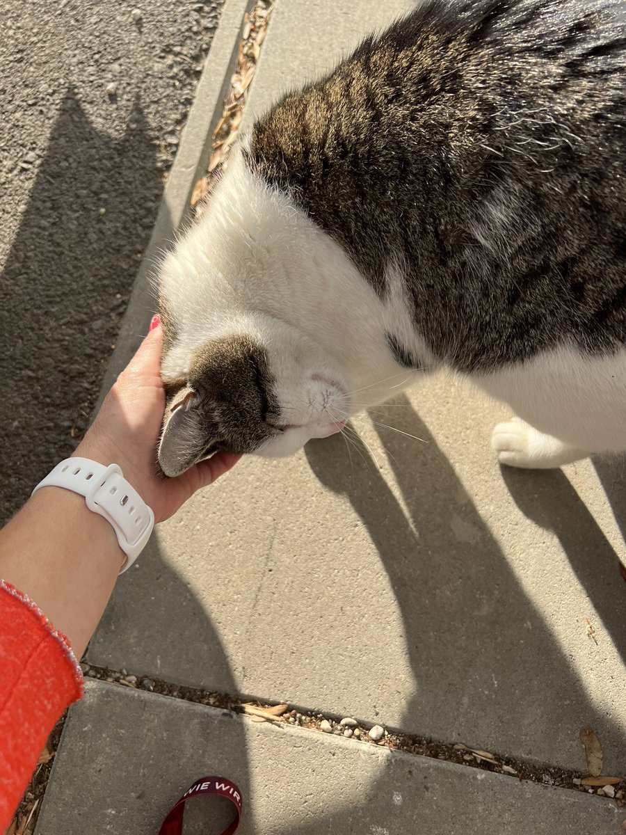 Lassnig_C's tweet photo. ORF Katze auf Kuschelkurs              Auge @Julia_Ortner https://t.co/Rwf9kdjF0v