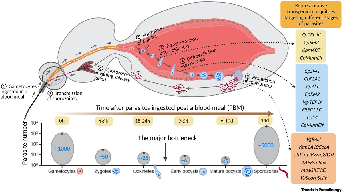 Trends in Parasitology (@trendsparasitol) on Twitter photo Cover story of our January issue bit.ly/2N9R8Es: #Mosquito #transgenesis for #malaria control by <a href="/Dongwinner/">Shengzhang Dong</a> Yuemei Dong, Maria Simões & <a href="/MosquitoExpert/">George Dimopoulos</a>. <a href="/JohnsHopkinsSPH/">Johns Hopkins Bloomberg School of Public Health</a> <a href="/JohnsHopkins/">Johns Hopkins University</a>
cell.com/trends/parasit… Cover story of our January issue bit.ly/2N9R8Es: #Mosquito #transgenesis for #malaria control by <a href="/Dongwinner/">Shengzhang Dong</a> Yuemei Dong, Maria Simões & <a href="/MosquitoExpert/">George Dimopoulos</a>. <a href="/JohnsHopkinsSPH/">Johns Hopkins Bloomberg School of Public Health</a> <a href="/JohnsHopkins/">Johns Hopkins University</a>
cell.com/trends/parasit…
