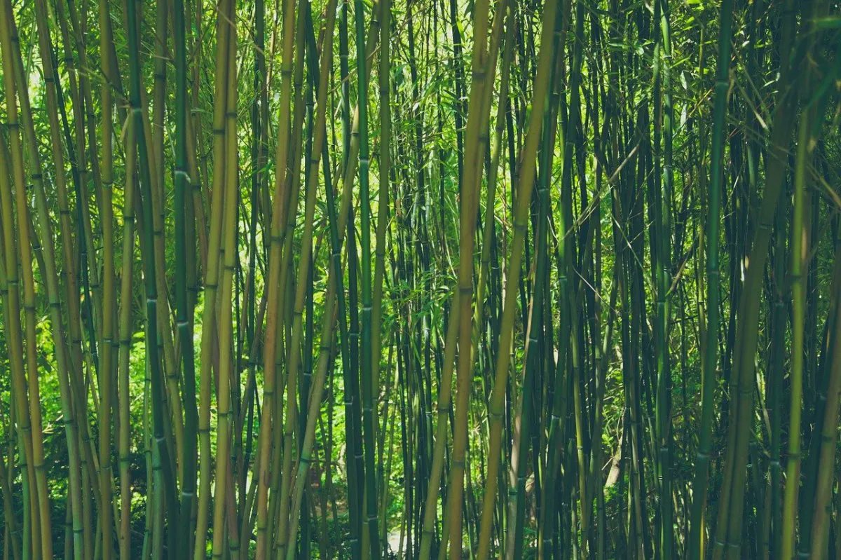 CitSci's tweet photo. Looking for an inspiring story to bring you into the weekend? Check out our blog (https://t.co/AmoCff8LvQ) on how young Kenyans are working to create sustainable bamboo farming! PC: CitSci
#Citizenscience #bambooo https://t.co/8jVOoCkZkx