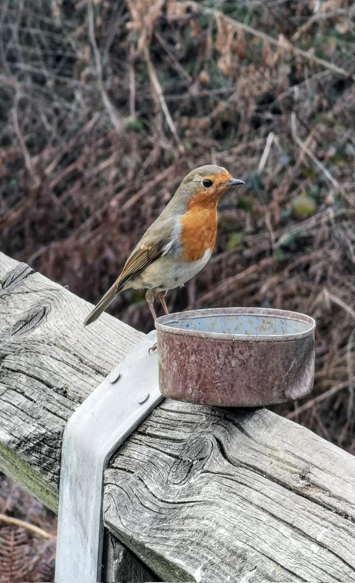 Winter afternoon's walk
Made perfect #robin #TwitterNatureCommunity
