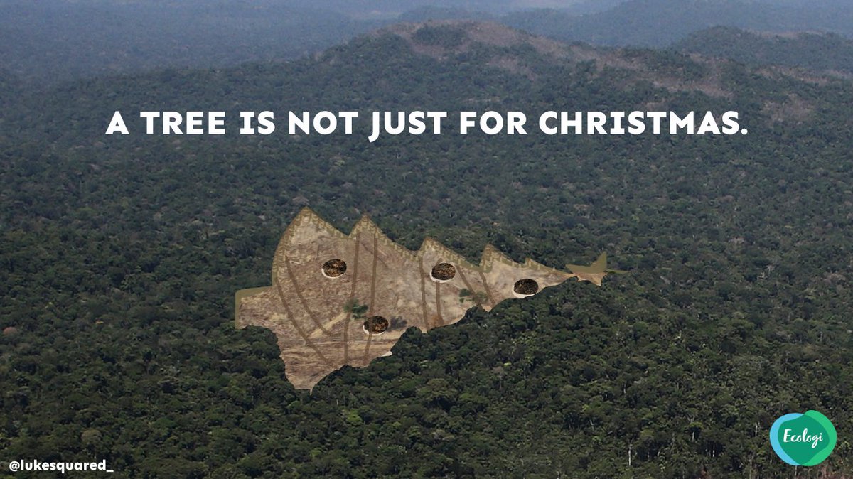 LukeSquared_'s tweet photo. A tree is not just for Christmas. @OneMinuteBriefs @Ecologi_hq #ATreeIsNotJustForChristmas https://t.co/YNPCn7X1VP