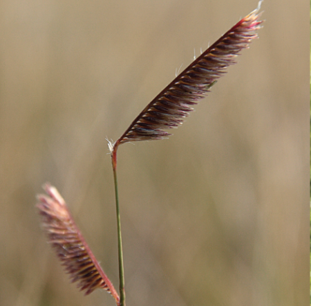 AlbertaTomorrow's tweet photo. #Fridayfloraquiz  This grass has a unique name.  Any body know its name? #abplants #ablanduse #abed #abteachers #abstudents #abnativeplants https://t.co/fPncMceWWD